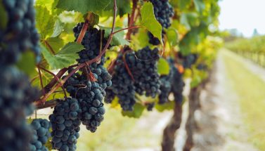Ecommerce for wineries - How to sell my wine online