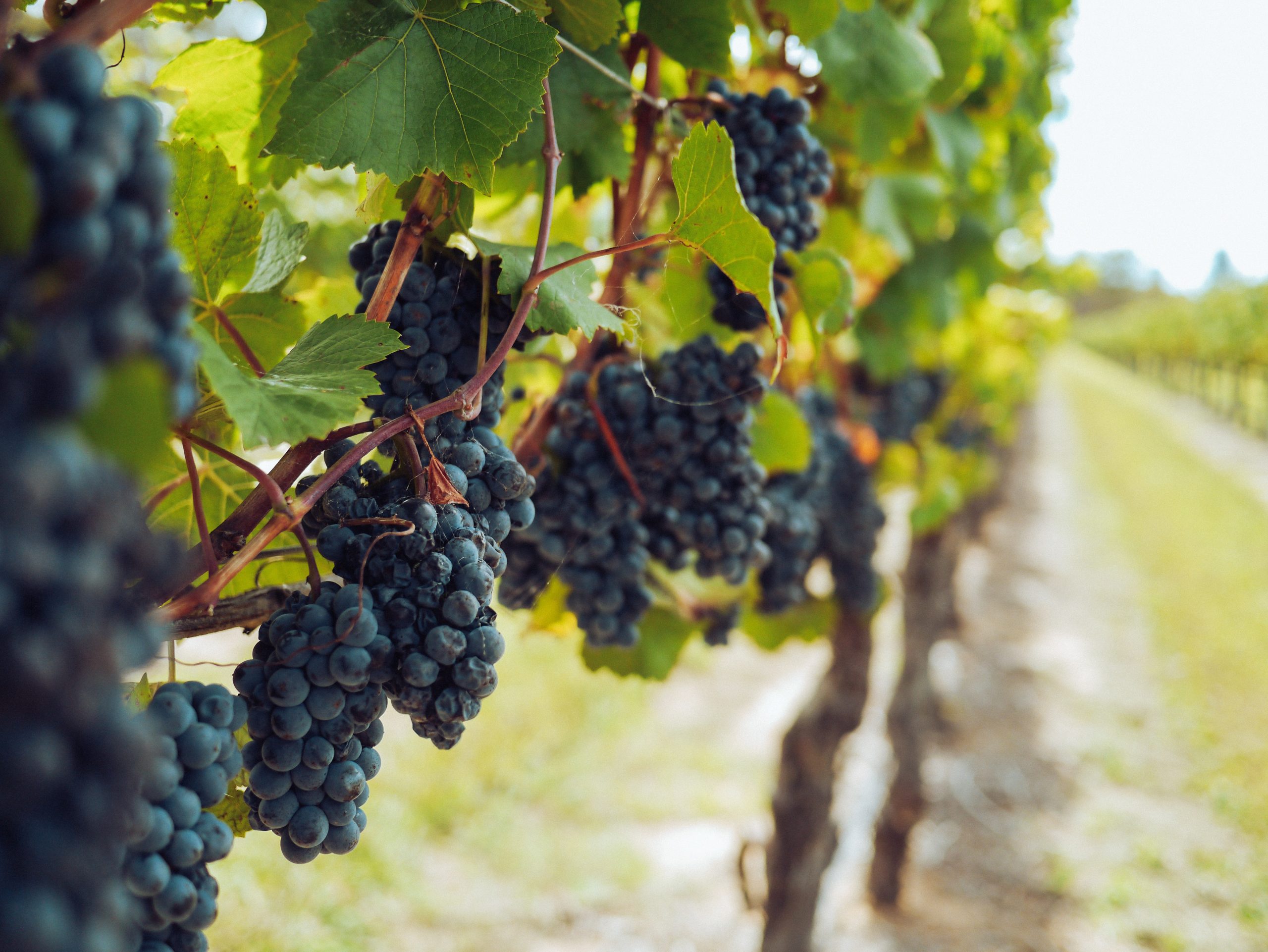Ecommerce for wineries - How to sell my wine online